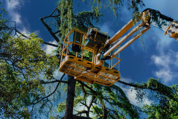 How Our Tree Care Process Works  in  Ten Mile Run, NJ