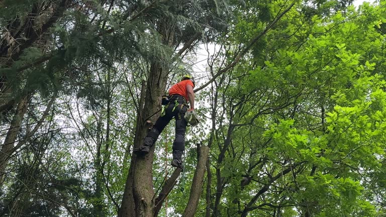 Seasonal Cleanup (Spring/Fall) in Ten Mile Run, NJ