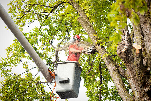 Best Hedge Trimming  in Ten Mile Run, NJ
