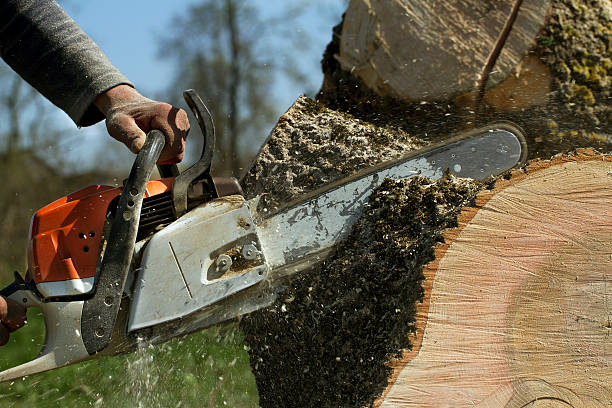 Best Arborist Consultation Services  in Ten Mile Run, NJ